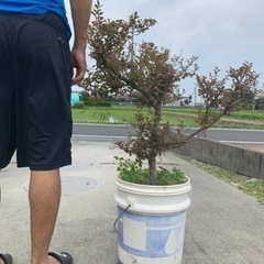 植物　トキワマンサク　ピンク