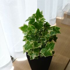 アイビー（ヘデラ）観葉植物鉢植えです