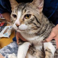 保護猫活動をしながら里親募集しています。
