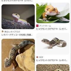 レオパグッズお譲り下さい