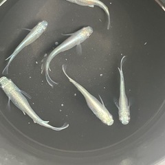 幹之フルボディー　メダカ