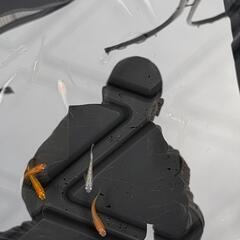 （お話中）めだか　メダカ　ビオトープにいかがですか?の画像