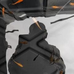 （お話中）めだか　メダカ　ビオトープにいかがですか?の画像