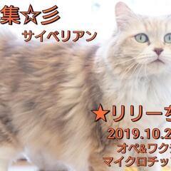 里親様決定 ｱﾘｶﾞﾄｳｺﾞｻﾞｲﾏｼﾀ!!🧡💛サイベリアン 2...