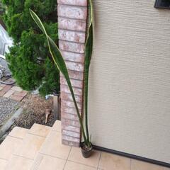 観葉植物（トラノオ）