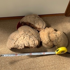 さるのこしかけ