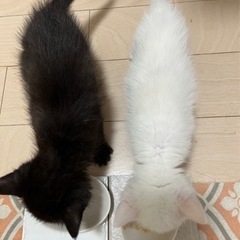 オセロ姉妹はいかが？ - 猫