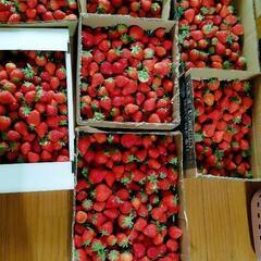 苺🍓🍓🍓
