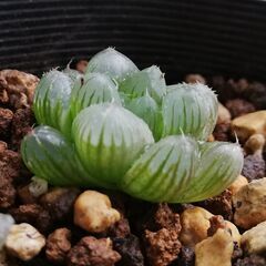 ハオルチア、雫石 ☆ 光が透ける多肉植物(10円玉大)