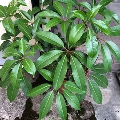 観葉植物パキラ　①
