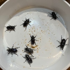 ニジイロクワガタ　紫紺色の画像