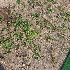 東伯郡で更地を探してます！賃貸契約してくださる方お願い致します。...