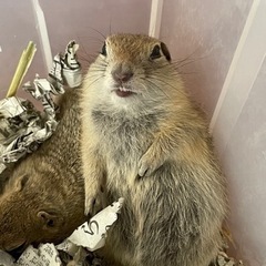 激カワ💕リチャードソンジリスのご案内の画像