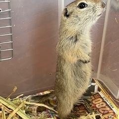 激カワ💕リチャードソンジリスのご案内 − 沖縄県
