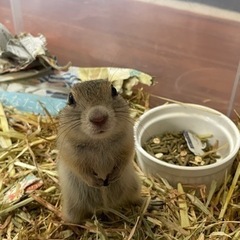 激カワ💕リチャードソンジリスのご案内 - ペット