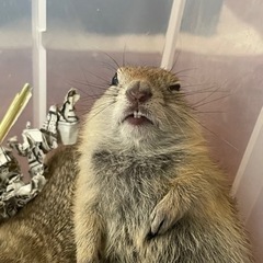 激カワ💕リチャードソンジリスのご案内 - 中頭郡