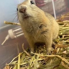 激カワ💕リチャードソンジリスのご案内 - 地元のお店