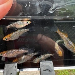 メダカ有精卵  一旦中止しますの画像