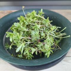 多肉植物 薄紅蓮華 ランナーの画像