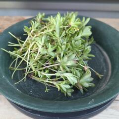 多肉植物 薄紅蓮華 ランナーの画像