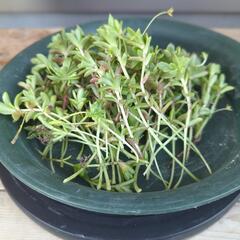 多肉植物 薄紅蓮華 ランナーの画像