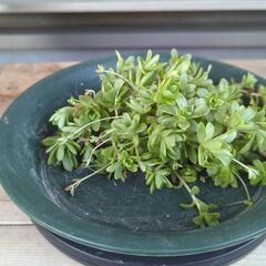 多肉植物 薄紅蓮華 ランナーの画像