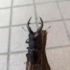小型天然ノコギリクワガタ♂3頭