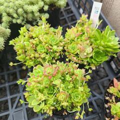 多肉植物 薄紅蓮華  1ポットの画像
