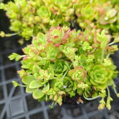 多肉植物 薄紅蓮華  1ポットの画像