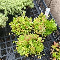 多肉植物 薄紅蓮華  1ポット