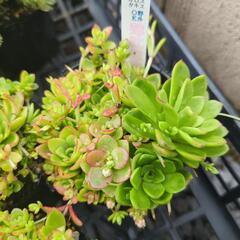 多肉植物 薄紅蓮華  1ポットの画像