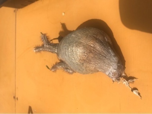 パキポデュウムグラキリス