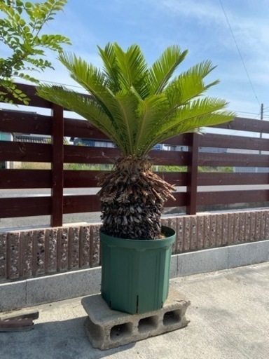 蘇鉄(ソテツ)　10号鉢