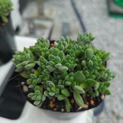 多肉植物 レモータ １ポットの画像