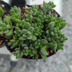 多肉植物 レモータ １ポット