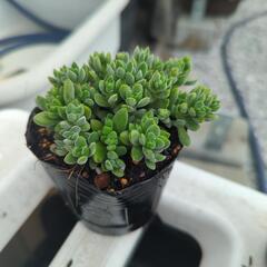 多肉植物 レモータ １ポットの画像