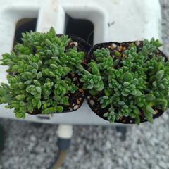 多肉植物 レモータ １ポットの画像