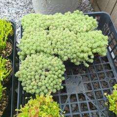 多肉植物  セダム  １ポット