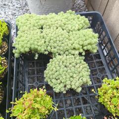 多肉植物  セダム  １ポットの画像