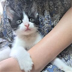 愛嬌たっぷり！  可愛いハチワレ君・2ヶ月