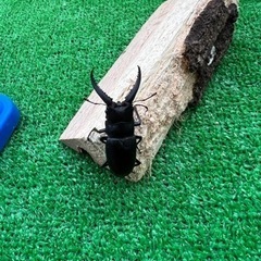 野生のノコギリクワガタ！