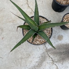 アガベ　キオテペセンシス　植物　多肉植物の画像