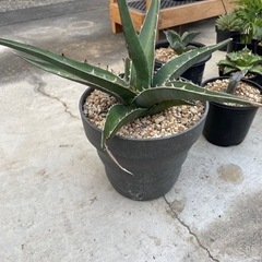 アガベ　キオテペセンシス　植物　多肉植物