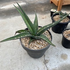 アガベ　キオテペセンシス　植物　多肉植物の画像