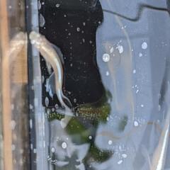 めだか　メダカ　天女の舞　有精卵