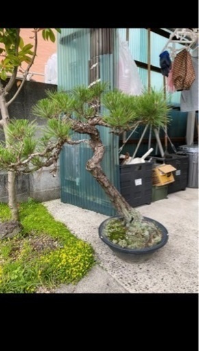 盆栽松の木