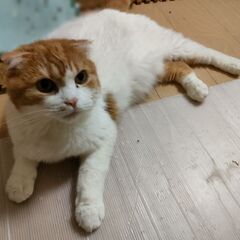 スコティッシュフォールド　オス