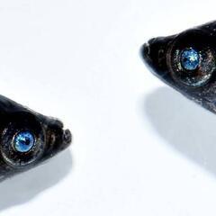 （産卵開始しました）黒天幻竜　めだか　ブルーアイ　メダカのタマゴ...