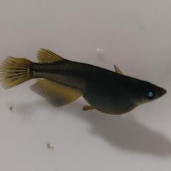 （産卵開始しました）黒天幻竜　めだか　ブルーアイ　メダカのタマゴ　20コの画像