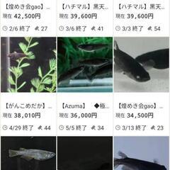 （産卵開始しました）黒天幻竜　めだか　ブルーアイ　メダカのタマゴ　20コの画像